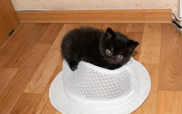 Kitten Malý Černý Bílý Klobouk Pro Design — Stock fotografie