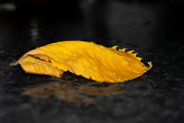 Podzimní List Žluté Zlaté Leží Silnici Krásné Světlé Pro Design — Stock fotografie