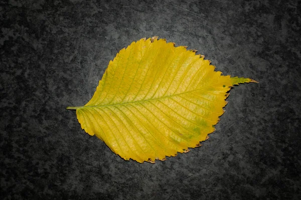 Herfst Blad Geel Goud Ligt Weg Mooi Helder Voor Ontwerp — Stockfoto