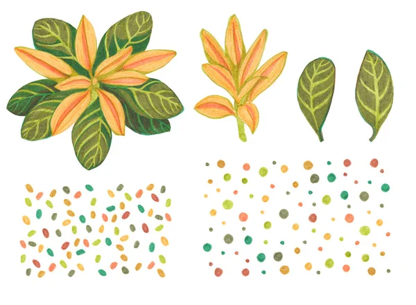 Un conjunto de dibujos con plumas de fieltro flor naranja con hojas de rayas verdes, brote medio abierto. —  Fotos de Stock