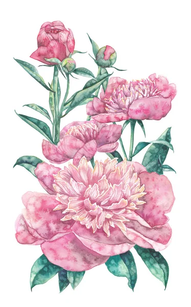 Bouquet of pink peonies on a white background, watercolor handwork. — Stok fotoğraf