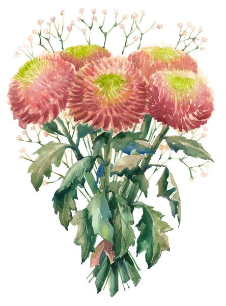 Аромат розовых хризантем, акварель на белом фоне. — стоковое фото