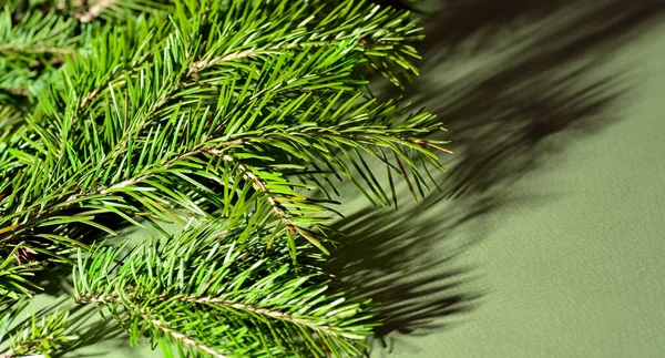 松とトウヒの緑の枝は緑の背景にあり、クローズアップ、すべての針が見えます. — ストック写真