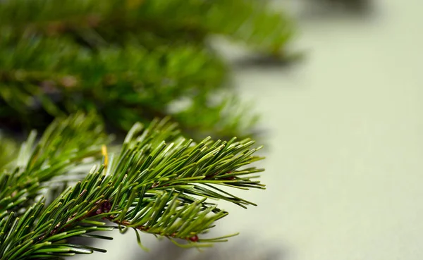 Des branches vertes de pin et d'épinette reposent sur un fond vert, gros plan, toutes les aiguilles sont visibles. — Photo