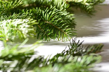 Yeşil çam ve ladin dalları beyaz arka planda, yakın planda, tüm iğneler görünür..