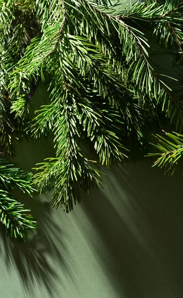 Rami verdi di pino e abete rosso si trovano su uno sfondo verde, primo piano, tutti gli aghi sono visibili. — Foto Stock