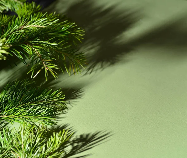 Rami verdi di pino e abete rosso si trovano su uno sfondo verde, primo piano. — Foto Stock