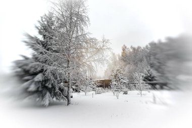 Karla kaplı Noel ağacı ve huş ağacı karlı bir ormanın ve bir çitin arkasında.. 