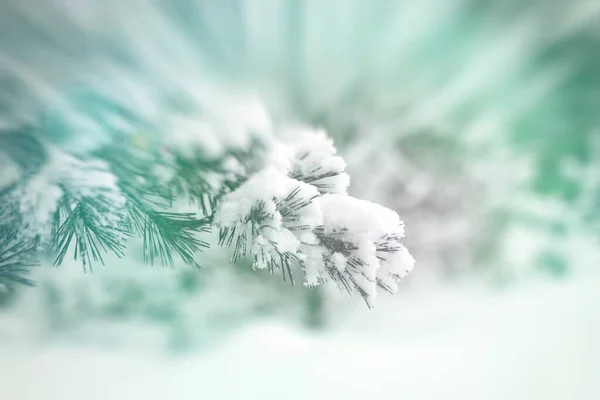 Gałąź sosny pokryta śniegiem, zbliżenie na rozmazanym turkusowym tle. — Zdjęcie stockowe