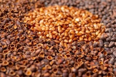 Sibirya çam fıstıklarının geçmişi. Soyulmuş çekirdeklerden oluşan bir çember.