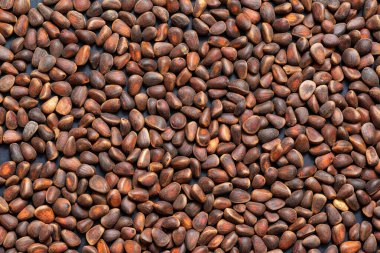 Kabuğu soyulmamış Sibirya çam fıstığı yakından çekilmiş.. 