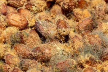 Arka planda çam fıstığı makrosu kalıbı var..