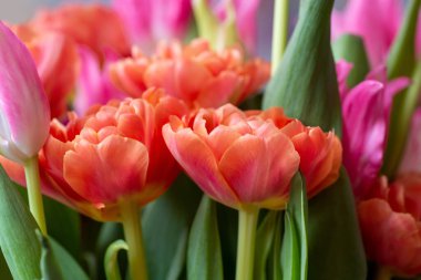 Farklı renkte lale buketleri. Turuncu ve yeşil yapraklı pembe laleler.. 