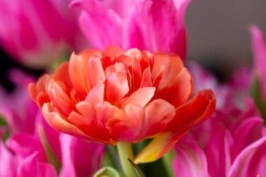 Turuncu lale tarımı ve diğer lalelerin pembe arka planında birçok taç yapraklı makro fotoğrafçılık.. 