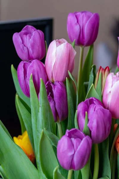 Hermoso ramo de tulipanes multicolores de cerca. Rosa, naranja, lila floreciendo flores de primavera. Fotos de stock libres de derechos