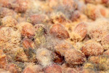 Çam fıstığı küfü. Fındıkta yetişen sarı, yeşil spor ve mantar makrosu..