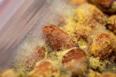 Çam fıstığı küfü. Fındıkta yetişen sarı, yeşil spor ve mantar makrosu..