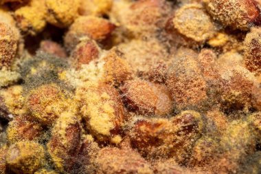 Çam fıstığı küfü. Fındıkta yetişen sarı, yeşil spor ve mantar makrosu..