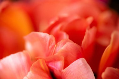 Kırmızı bir lalenin koyu renk arka plandaki taç yaprakları. Yaprakların üstü sarı renkli..