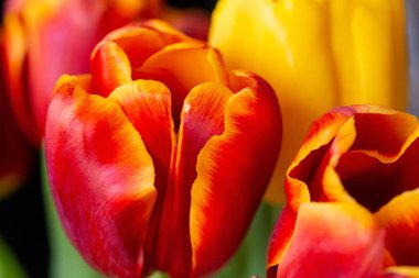 Çiçeklere yakın kırmızı lale demeti. Yaprakların kenarlarında sarı, uzaklarda sarı bir lale.