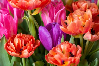 Farklı renkte lale buketleri. Turuncu ve yeşil yapraklı pembe laleler.. 