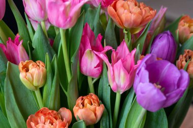 Çok renkli lalelerden oluşan güzel bir buket. Pembe, turuncu, çiçek açan bahar çiçekleri.. 