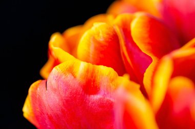 Kırmızı bir lalenin koyu renk arka plandaki taç yaprakları. Yaprakların üstü sarı renkli..