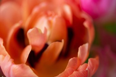 Turuncu şakayıklı lale, yakın çekim makro çekim, üst manzara. Damarların dokusuna sahip kıvrımlı yapraklar, bazı yerlerde erkek organları görünür.. 
