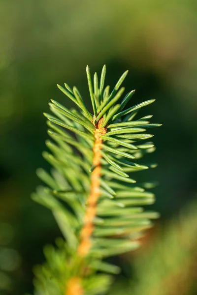 Spruce 나뭇가지를 클로즈업, 녹색 바늘 이 명확하게 보인다. — 스톡 사진