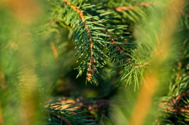 Bulanık yeşil dallar arasında, gün ışığında bir ladin dalı parçası.. 