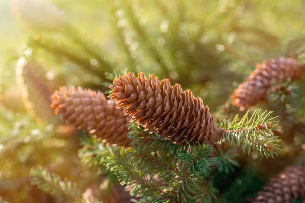 Ramas de abeto silvestre con conos secos a la luz del sol. — Foto de Stock