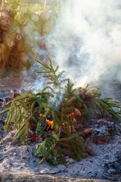 Un feu de joie de branches d'épinette fraîches avec des cônes, une épaisse fumée grise, une flamme de feu peut être vu sous les branches. — Photo