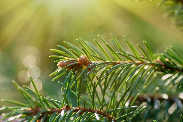 Branche d'épinette avec aiguilles et petits cônes gros plan. — Photo