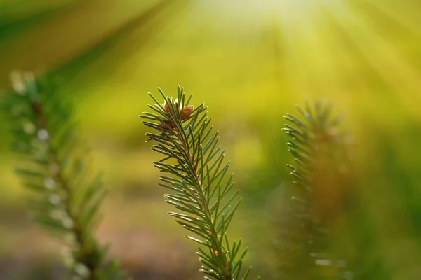 Spruce branch with needles and small cones close-up.