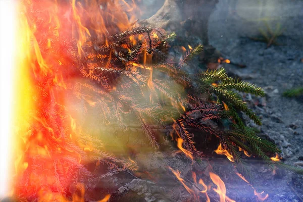 Ett fragment av en brand, grankvistar brinner i den, en låga är synlig, ett starkt rött ljus till vänster, en grå bakgrund med aska på höger sida. — Stockfoto