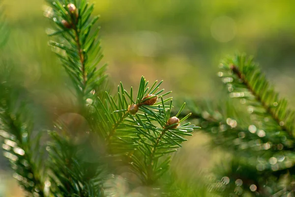 Spruce branch with needles and small cones close-up.