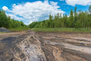 Bir huş ağacının arasındaki kurumuş bir nehrin kayalık kumu.. 