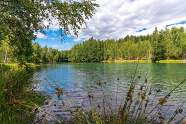 Çam ağaçları ve huş ağaçlarıyla çevrili vahşi orman gölü..