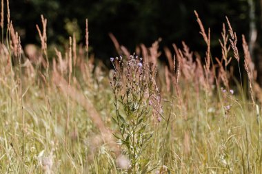 Ormanın arka planında çim var..