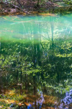 Orman suya yansıyor..