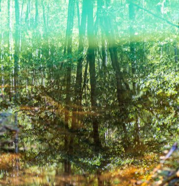 Suyun yüzeyi. Ağaçlar suya yansıyor.. 