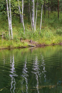 Göletin kıyısındaki huş ağaçları. Sudaki huş ağaçlarının yansıması. Güneş sahili aydınlatıyor..