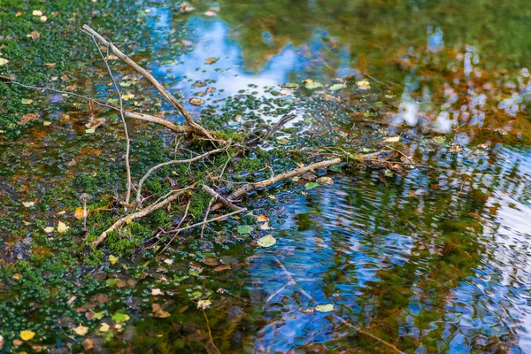 Fragment av en skogsbäck. — Stockfoto