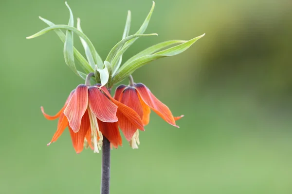 Fritillaria imperialis in Turkije bergen met groene pagina Stockfoto