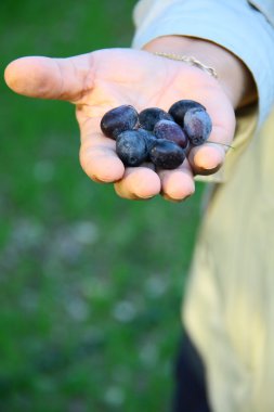 güzel kadın zeytin ağacından toplama
