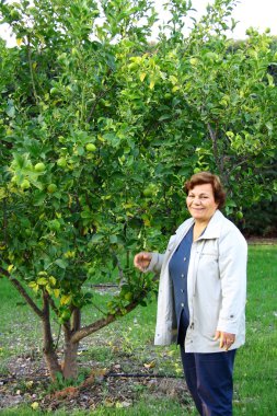 güzel kadın toplama limon 