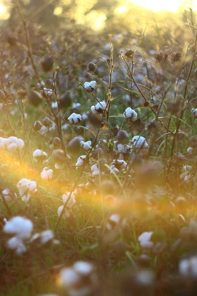 Baumwollfelder bei Sonnenuntergang — Stockfoto