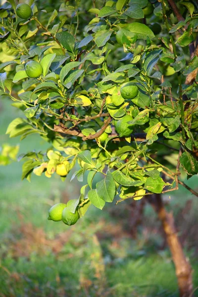 Güzel kadın toplama limon — Stok fotoğraf