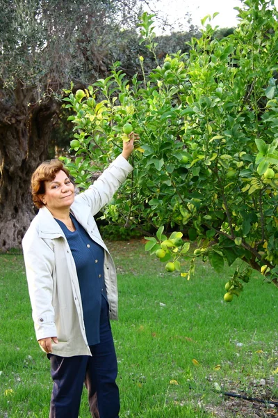 Vacker kvinna samla citron — Stockfoto