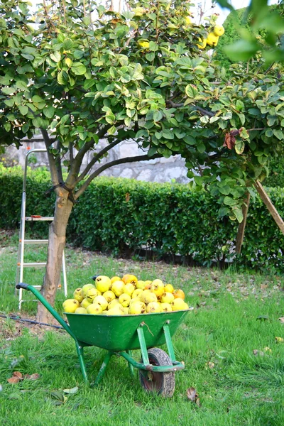 Beautiful girl collecting fresh fruit — Stock Photo, Image